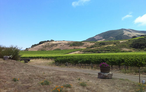 圣麗塔山產區(qū)（Santa Rita Hills）