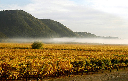 庫里科谷產區(qū)（Curico Valley）